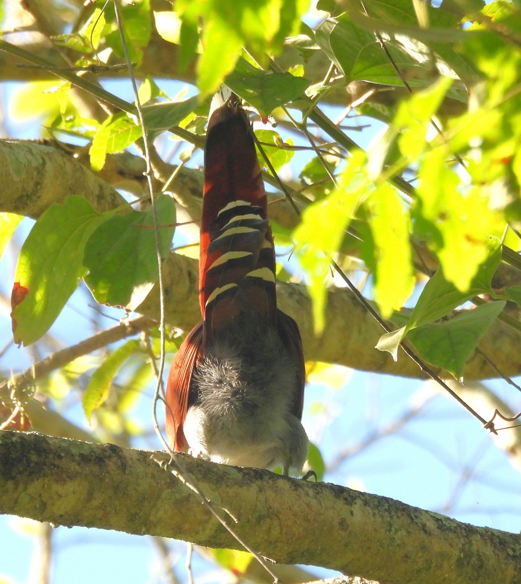 Squirrel Cuckoo - ML627862099