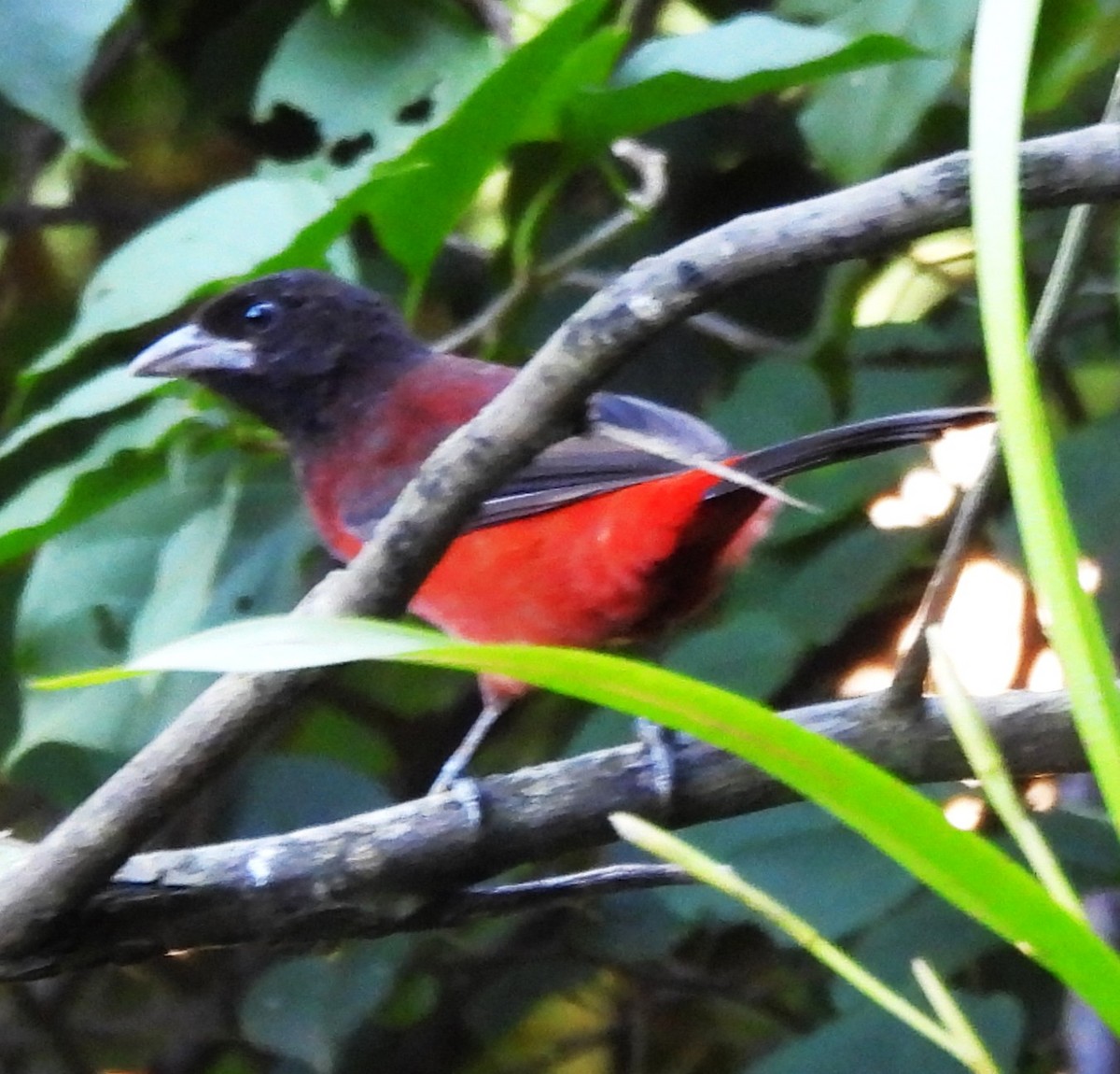 Crimson-backed Tanager - ML627862104