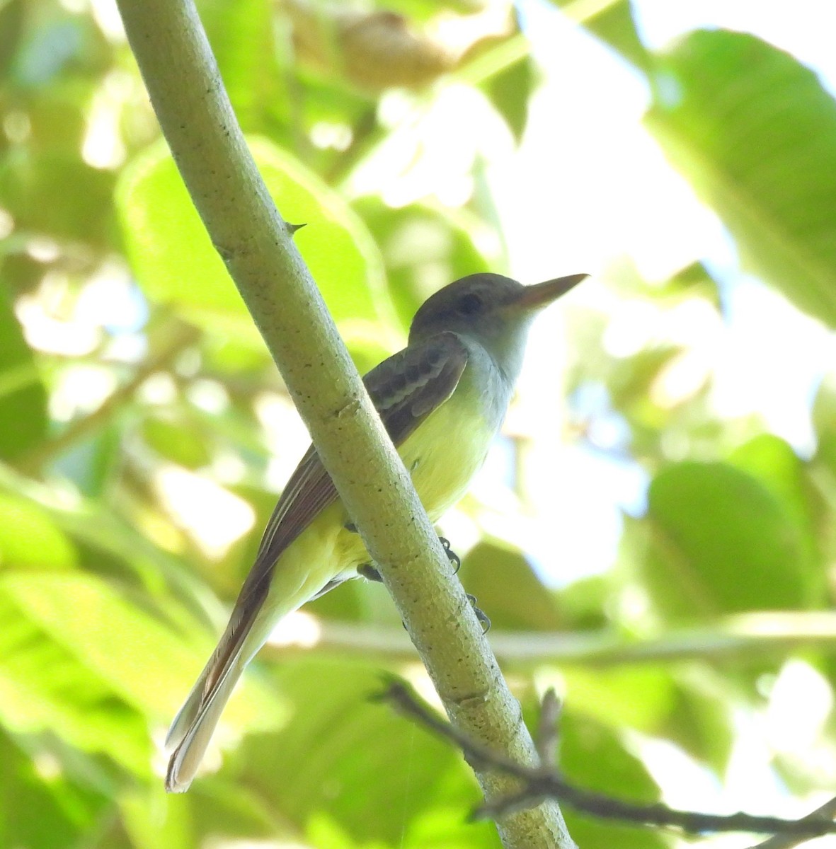 Dusky-capped Flycatcher - ML627862129