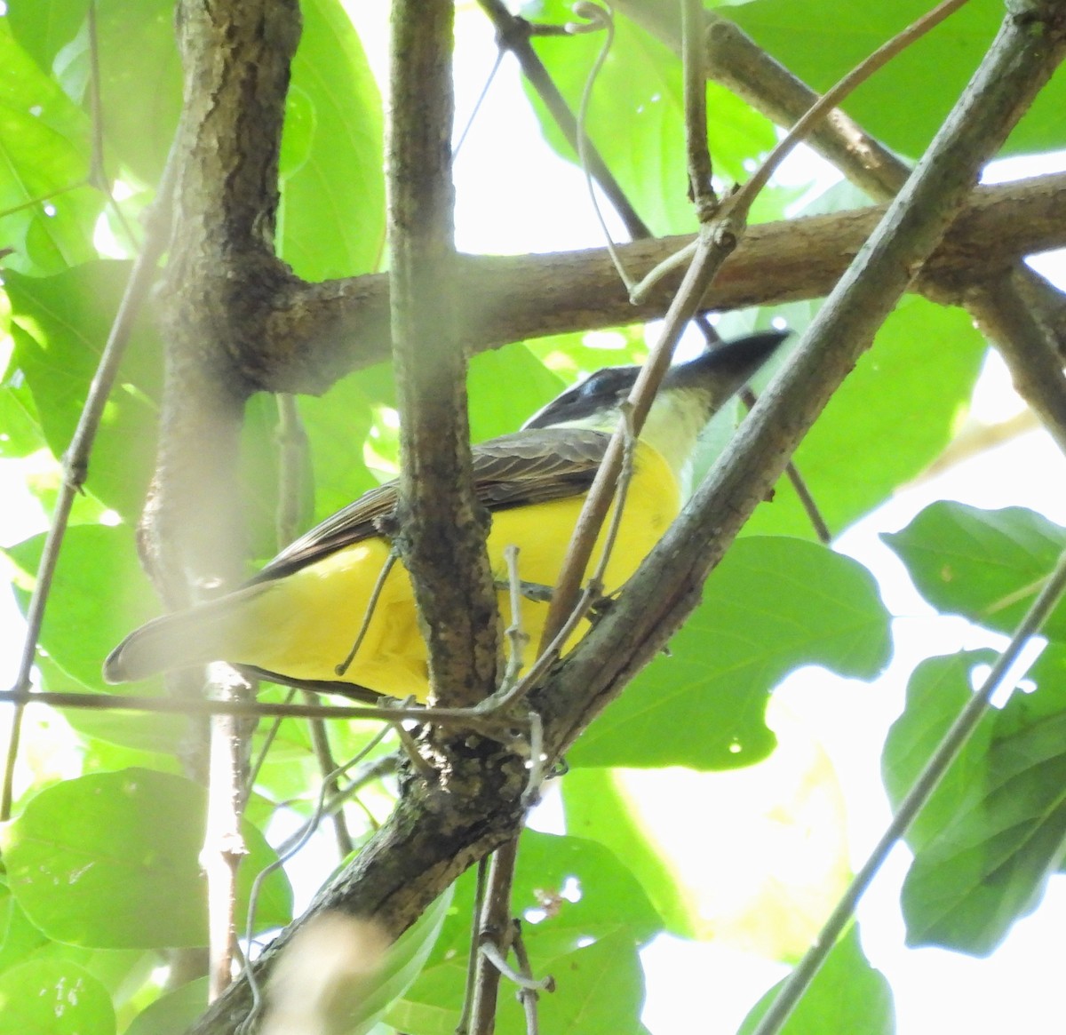 Boat-billed Flycatcher - ML627862134