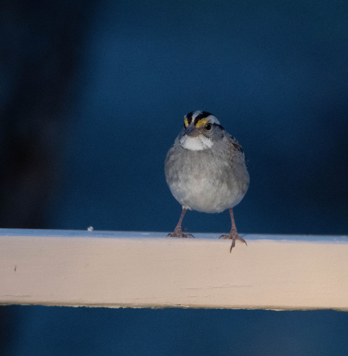 White-throated Sparrow - ML627862140