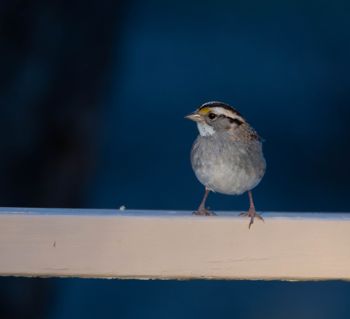 White-throated Sparrow - ML627862144