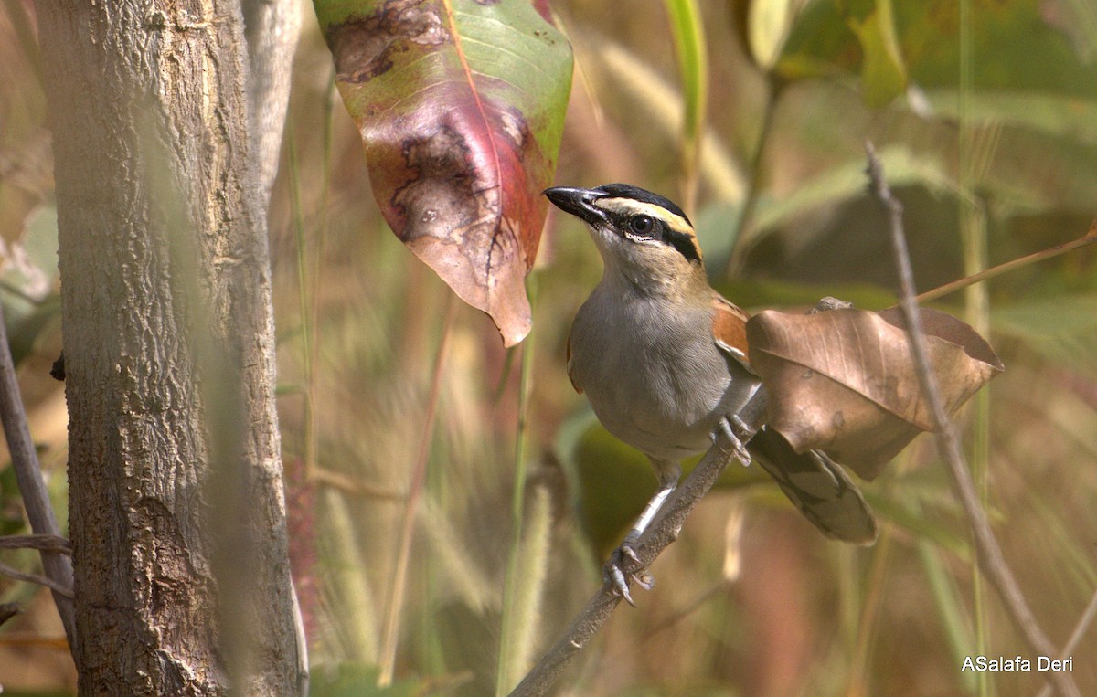 Black-crowned Tchagra (Black-crowned) - ML627862145