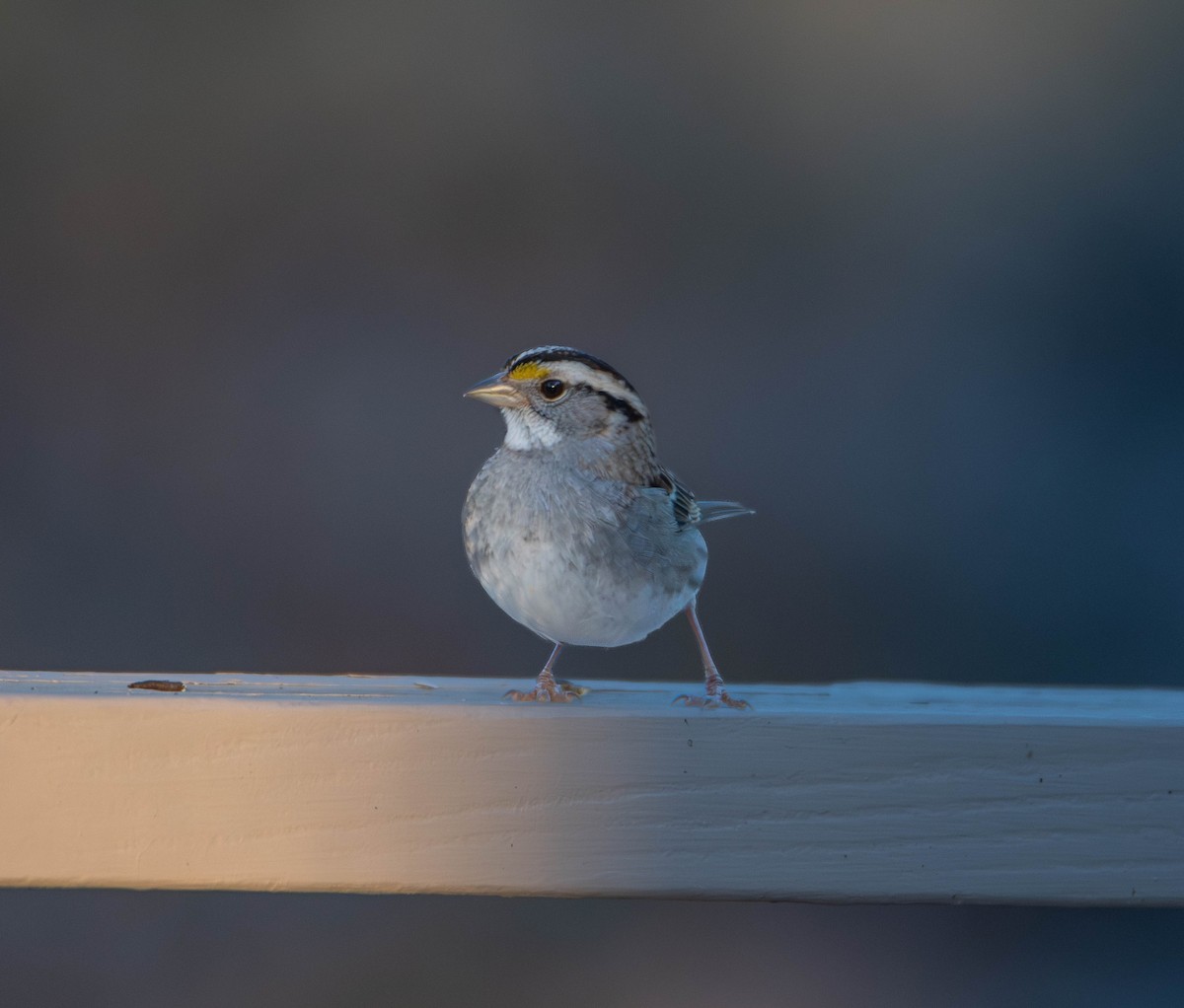 White-throated Sparrow - ML627862148