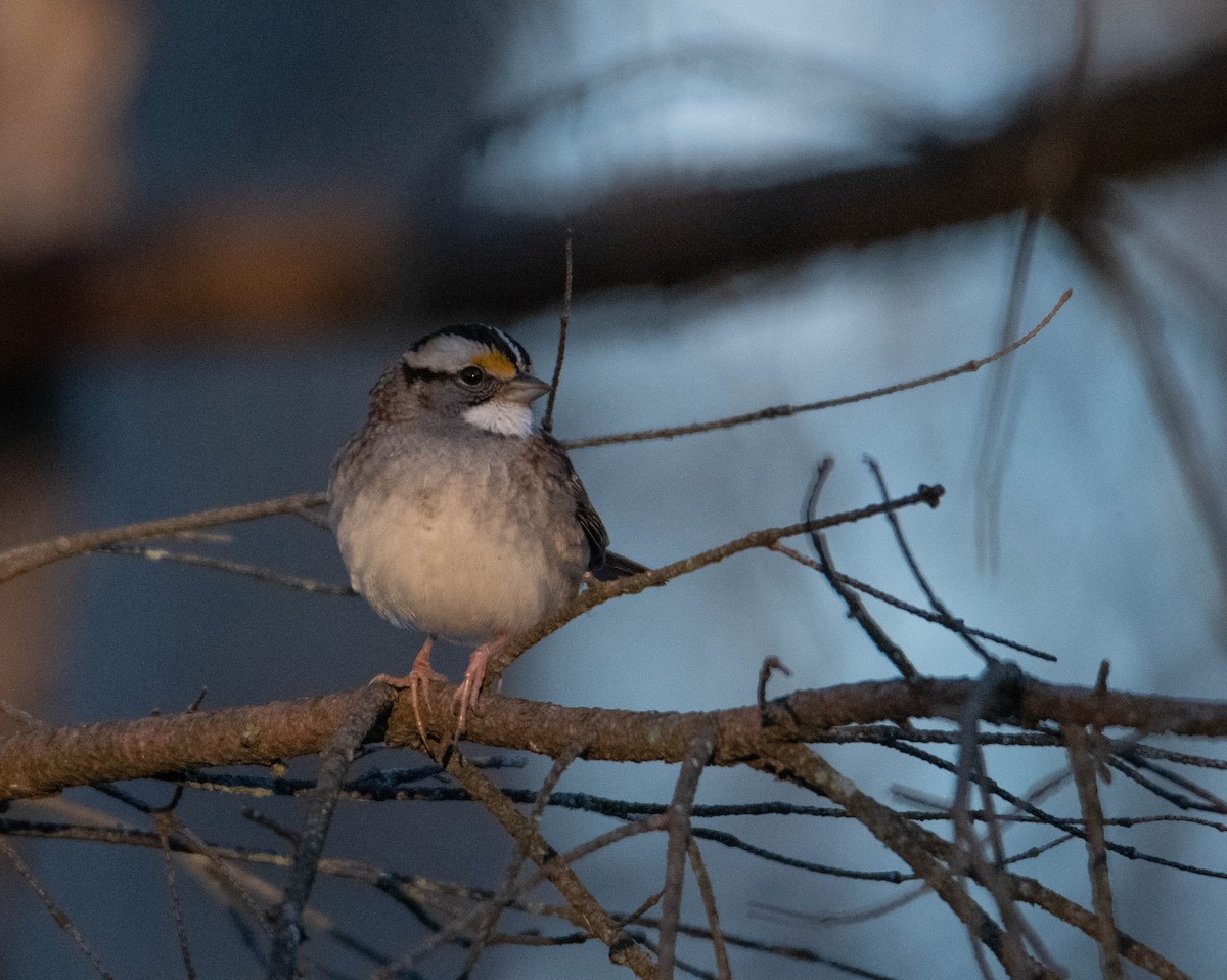 White-throated Sparrow - ML627862152