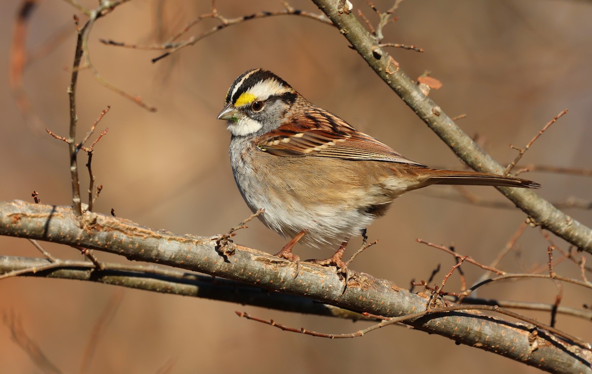 White-throated Sparrow - ML627862374