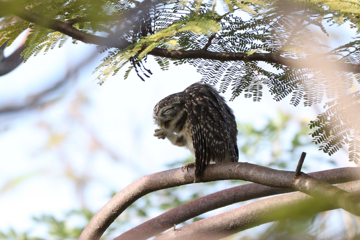 Spotted Owlet - ML627862381