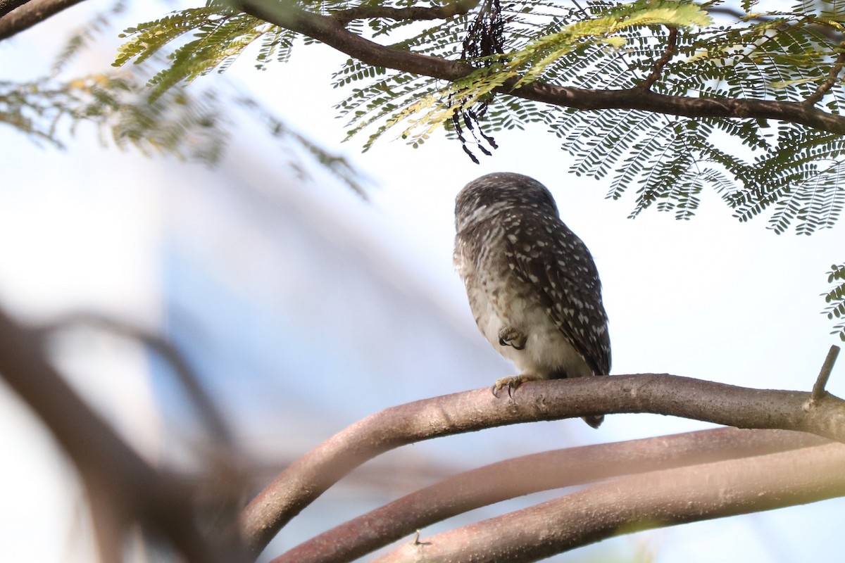 Spotted Owlet - ML627862382