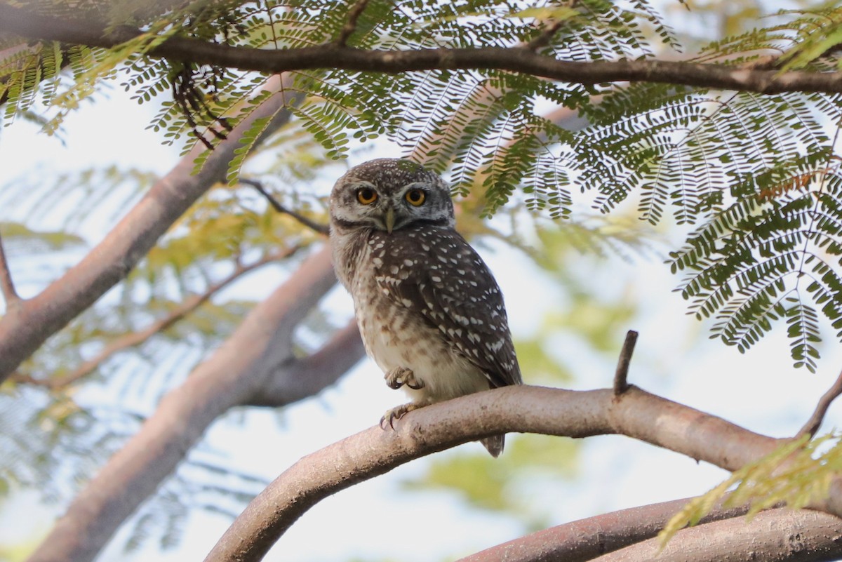 Spotted Owlet - ML627862383