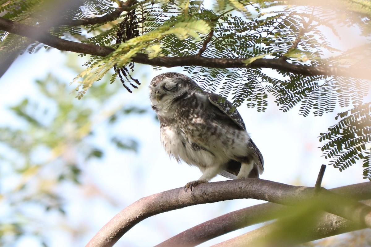 Spotted Owlet - ML627862384