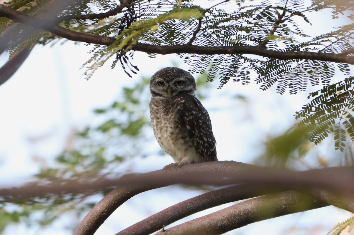 Spotted Owlet - ML627862385