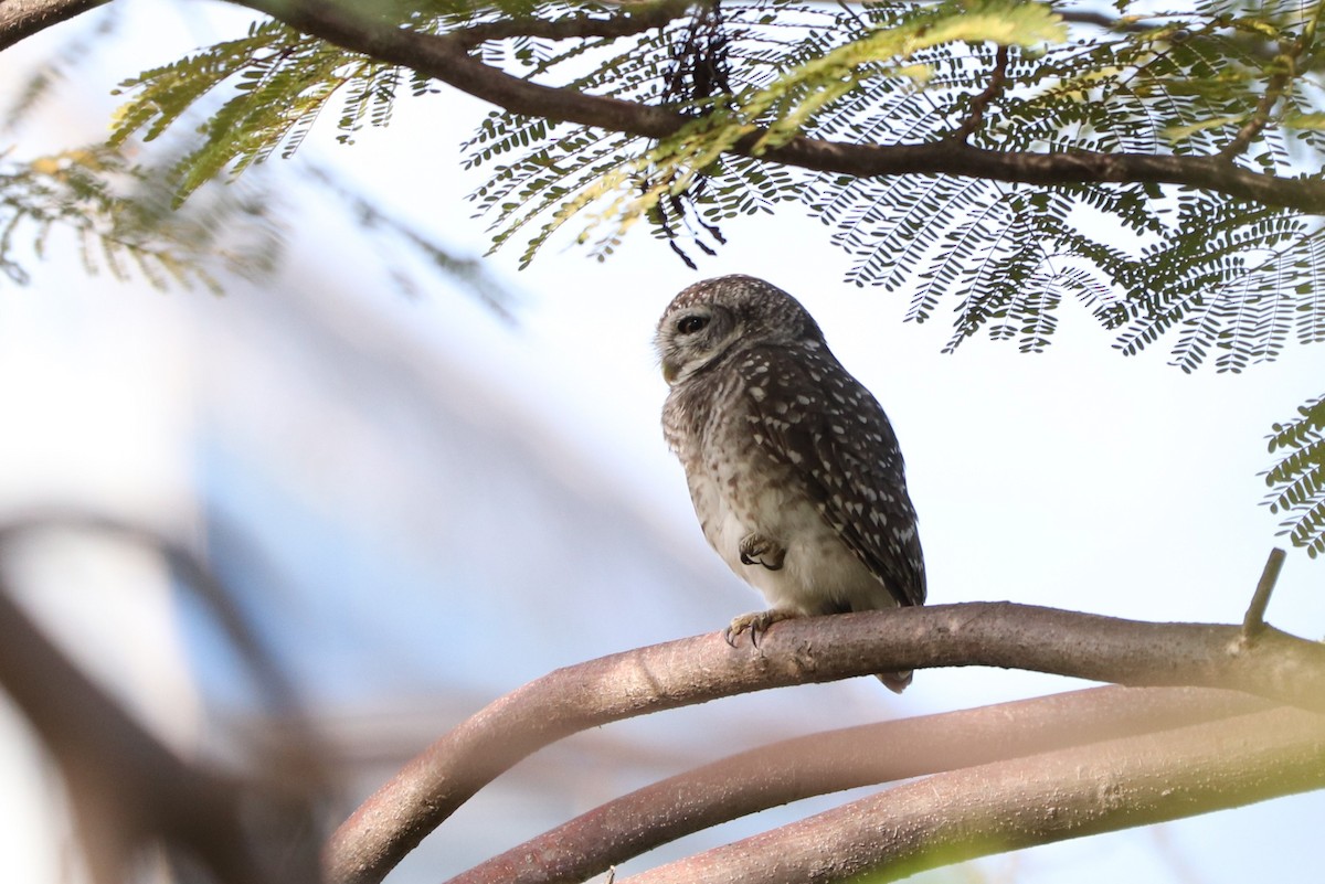 Spotted Owlet - ML627862386