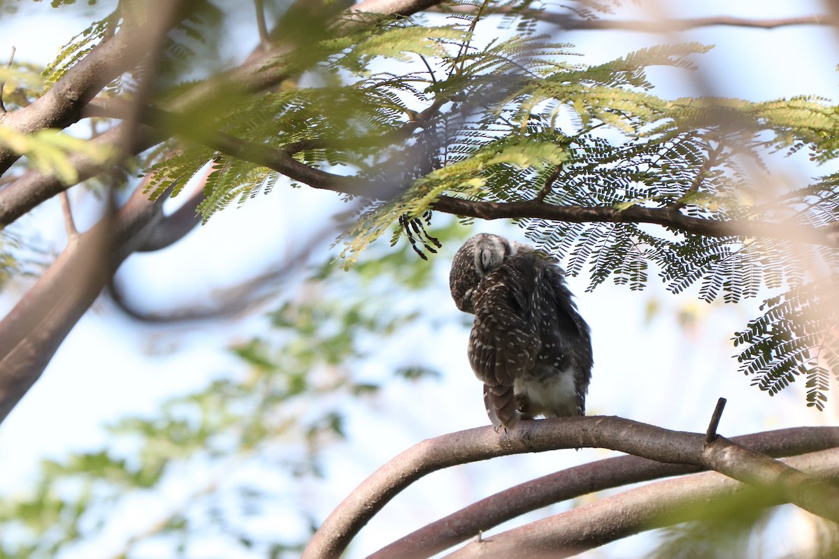 Spotted Owlet - ML627862389