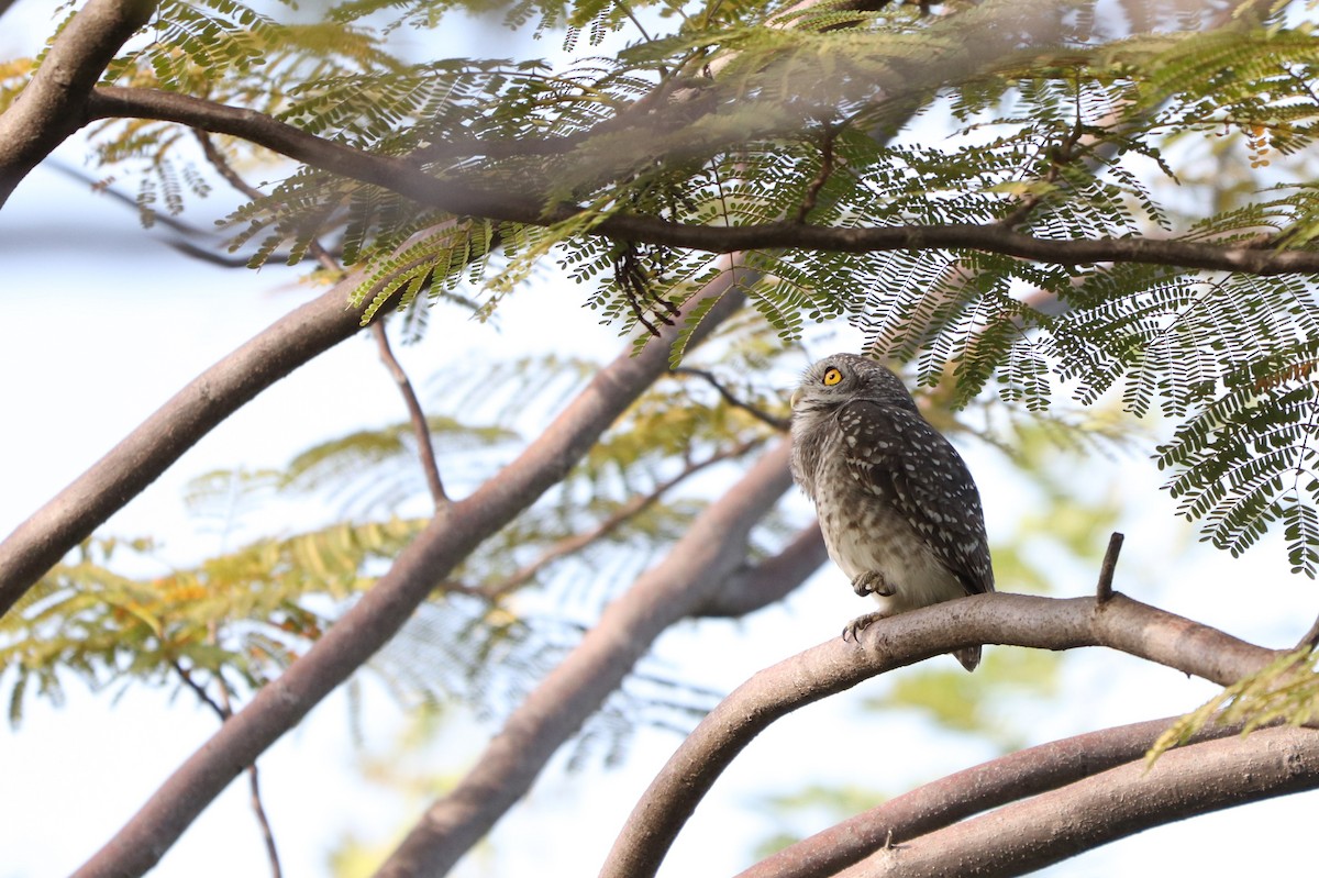 Spotted Owlet - ML627862390