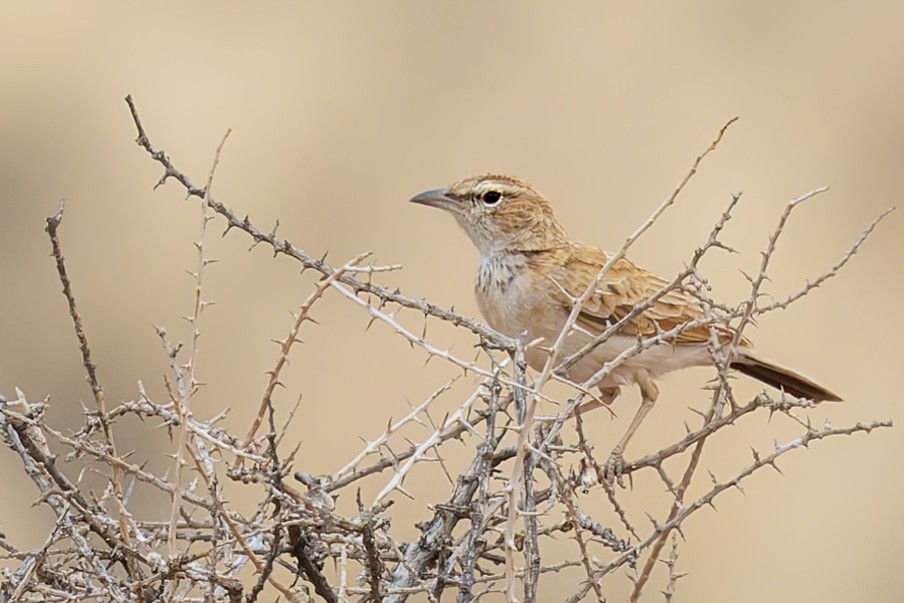 Fawn-colored Lark (Fawn-colored) - ML627862439