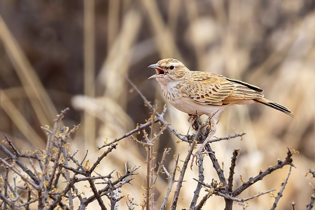 Fawn-colored Lark (Fawn-colored) - ML627862456