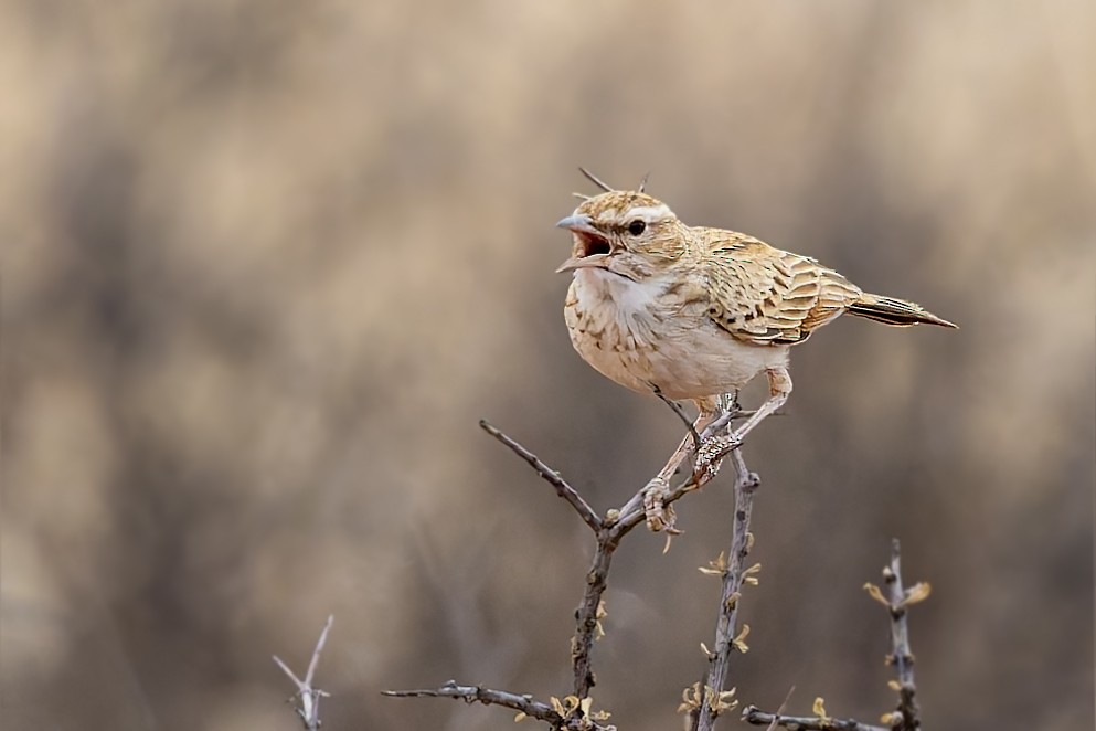 Fawn-colored Lark (Fawn-colored) - ML627862458