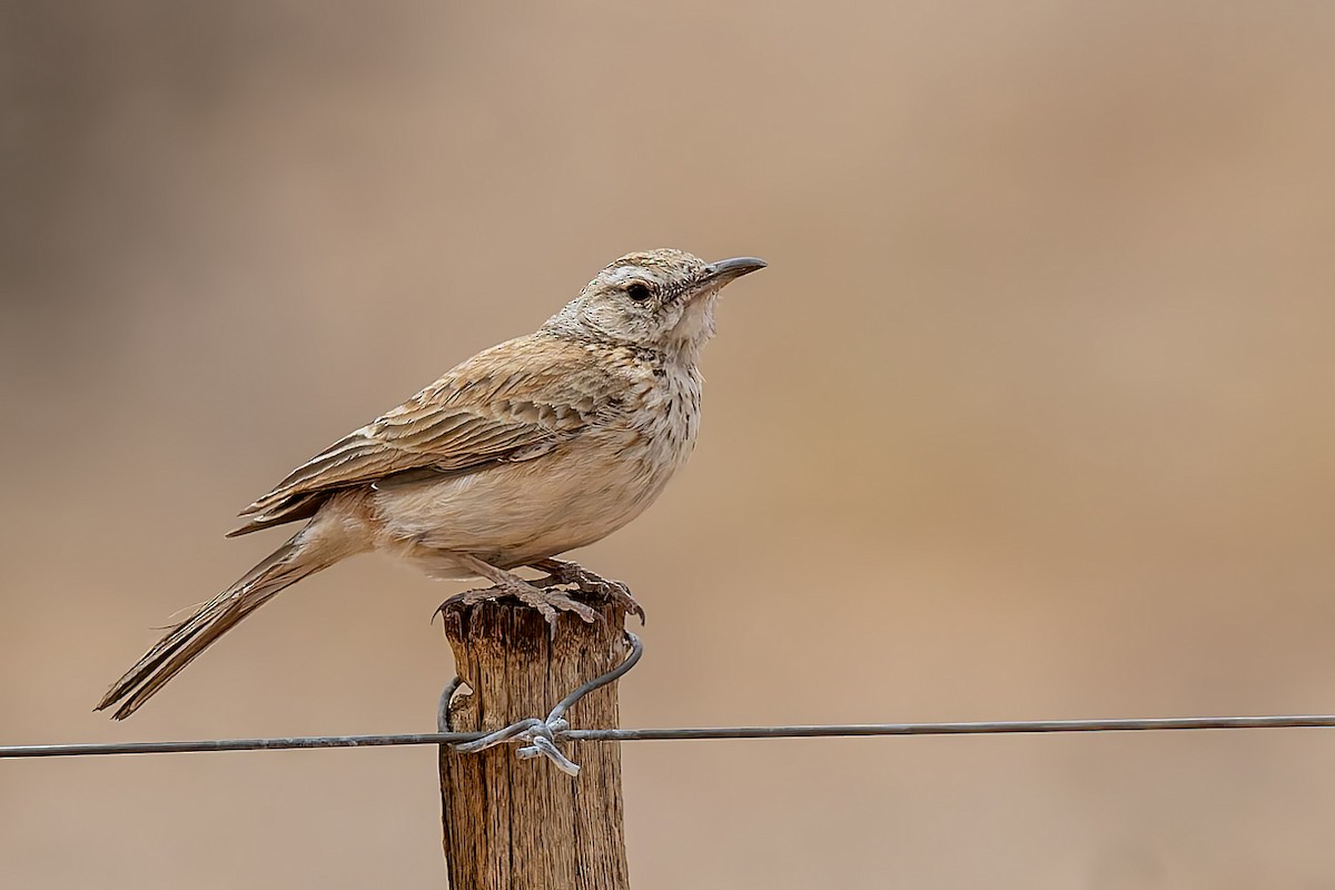 Karoo Long-billed Lark (Karoo) - ML627862482