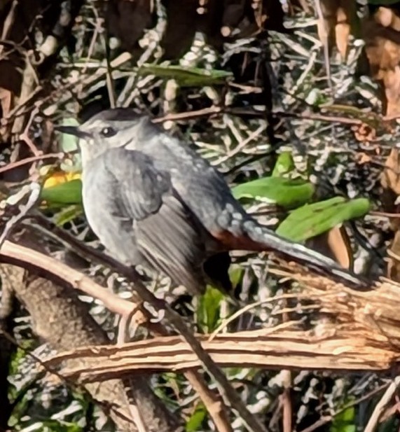 Gray Catbird - ML627862501