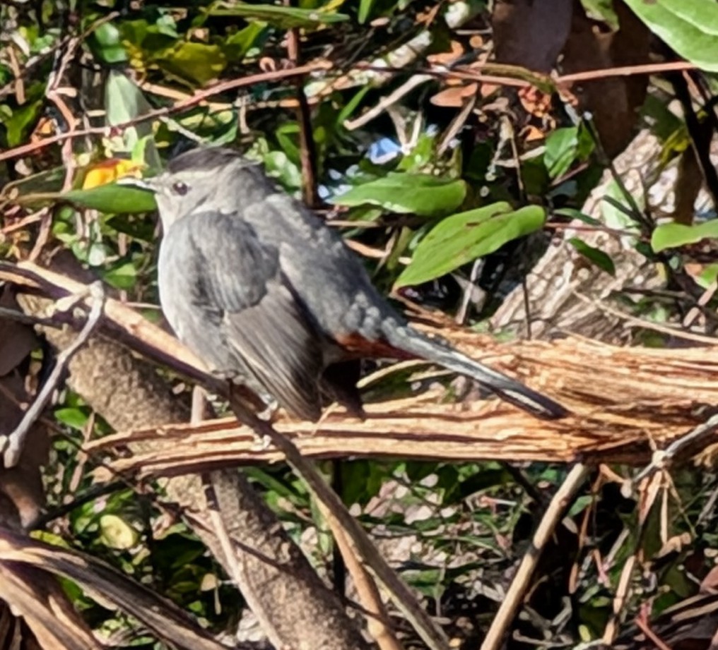Gray Catbird - ML627862502