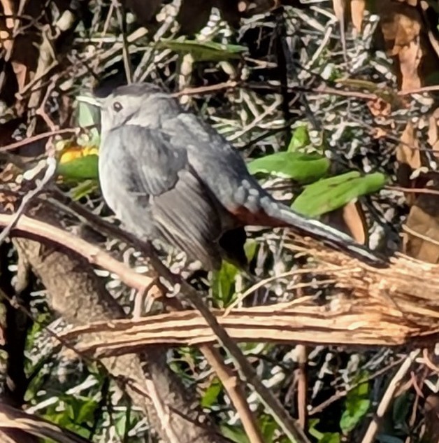 Gray Catbird - ML627862503