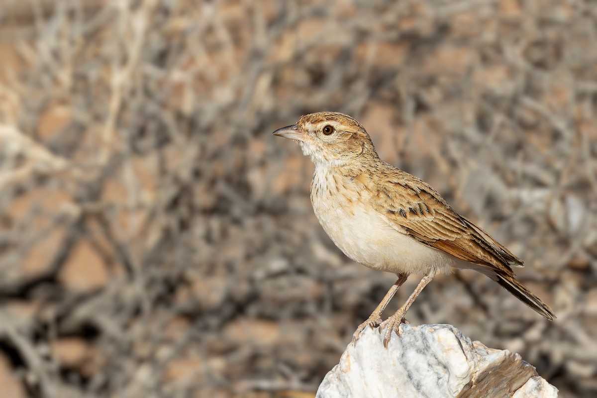 Алондра білочерева [група africanoides] - ML627862513