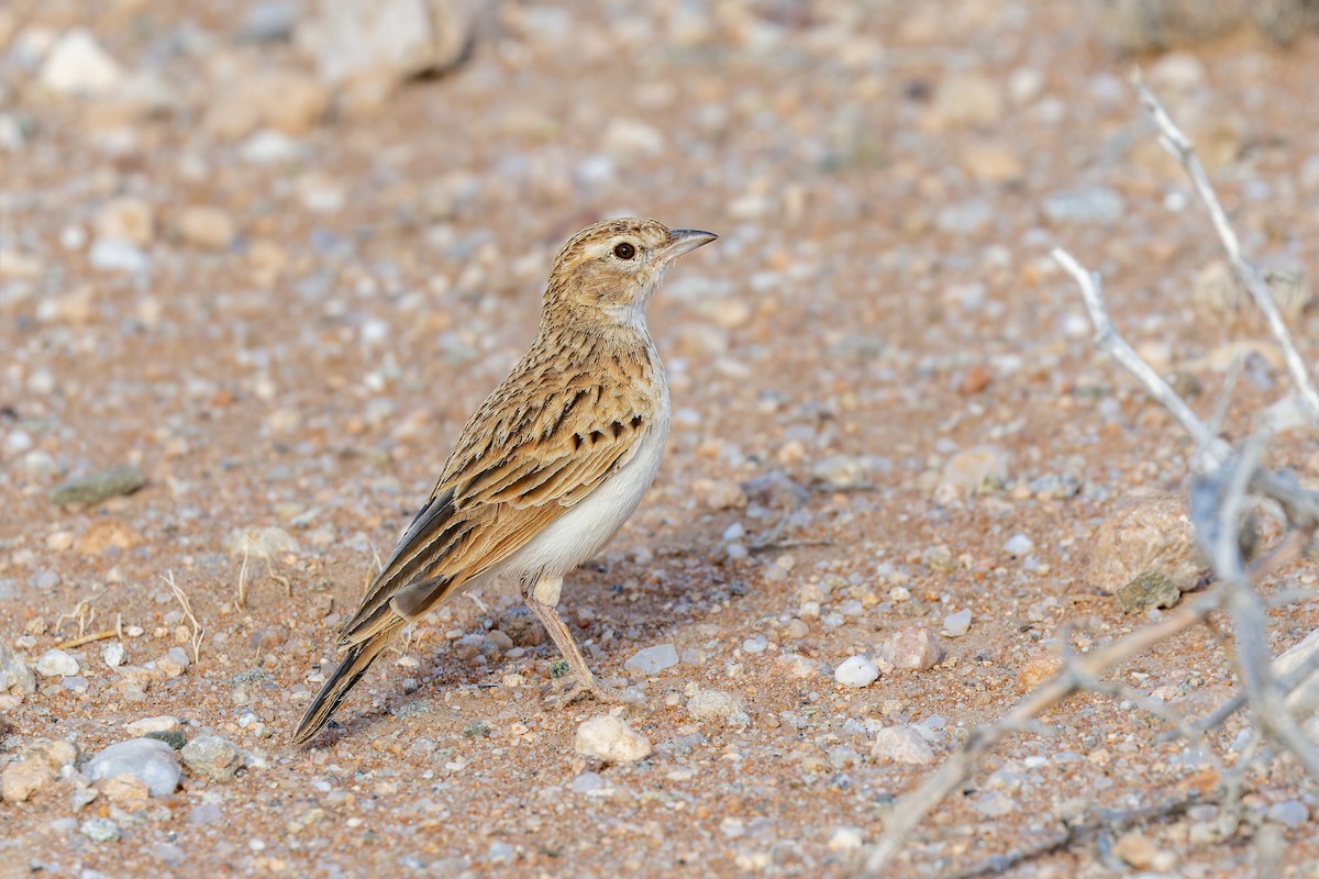 Алондра білочерева [група africanoides] - ML627862514
