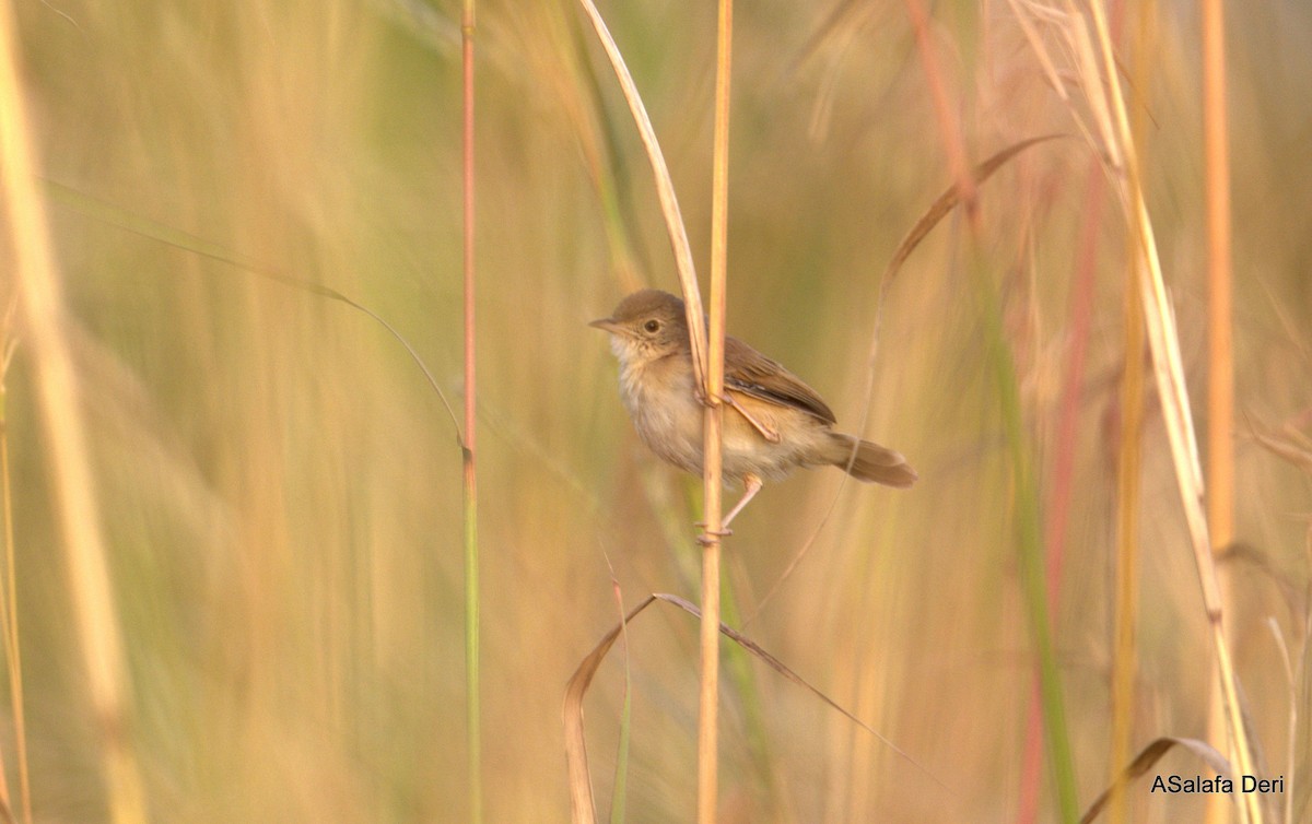 Rufous Cisticola - ML627862525