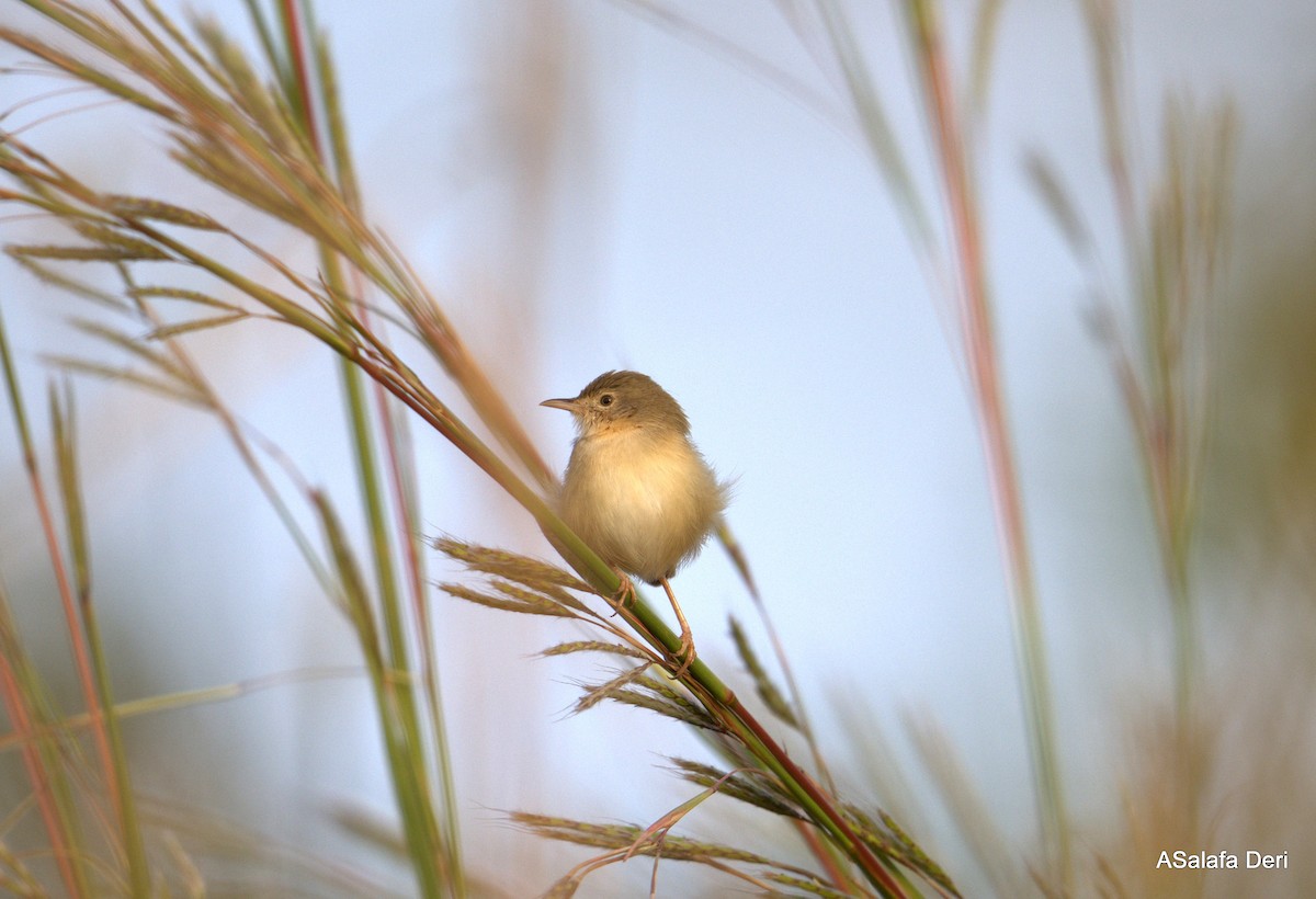 Rufous Cisticola - ML627862526