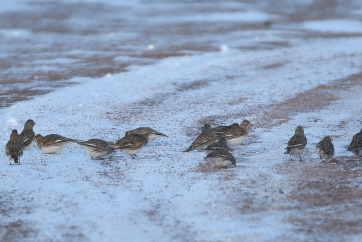 White-winged Lark - ML627862593