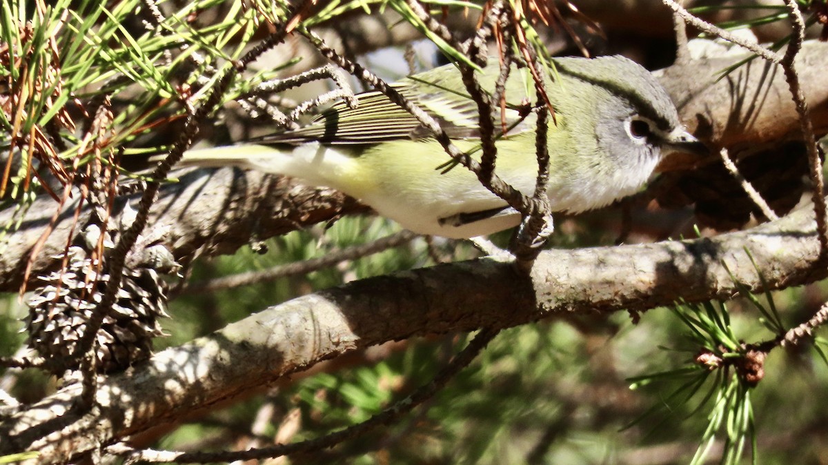 Blue-headed Vireo - ML627862626