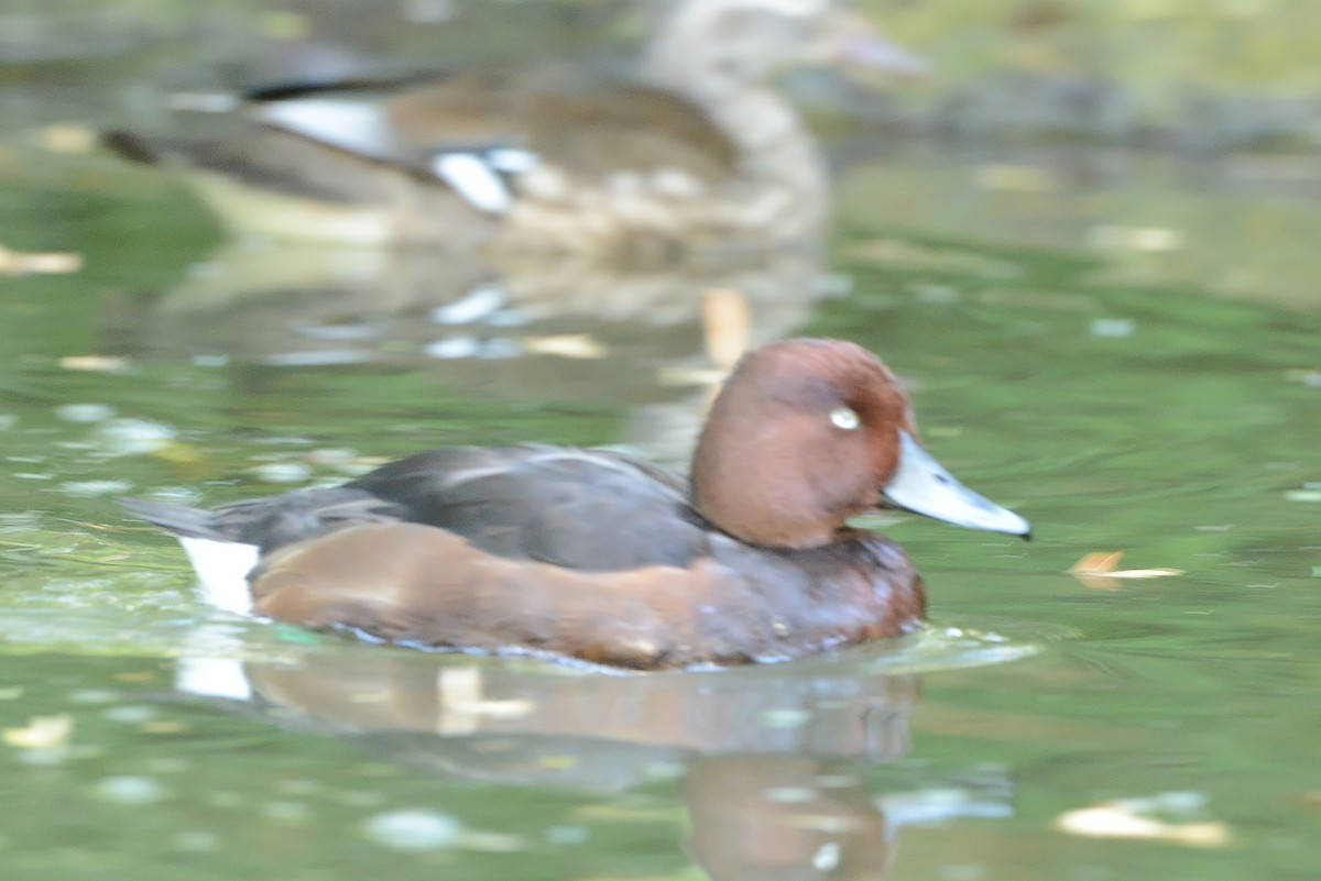 polák velký x malý (hybrid) - ML627862634