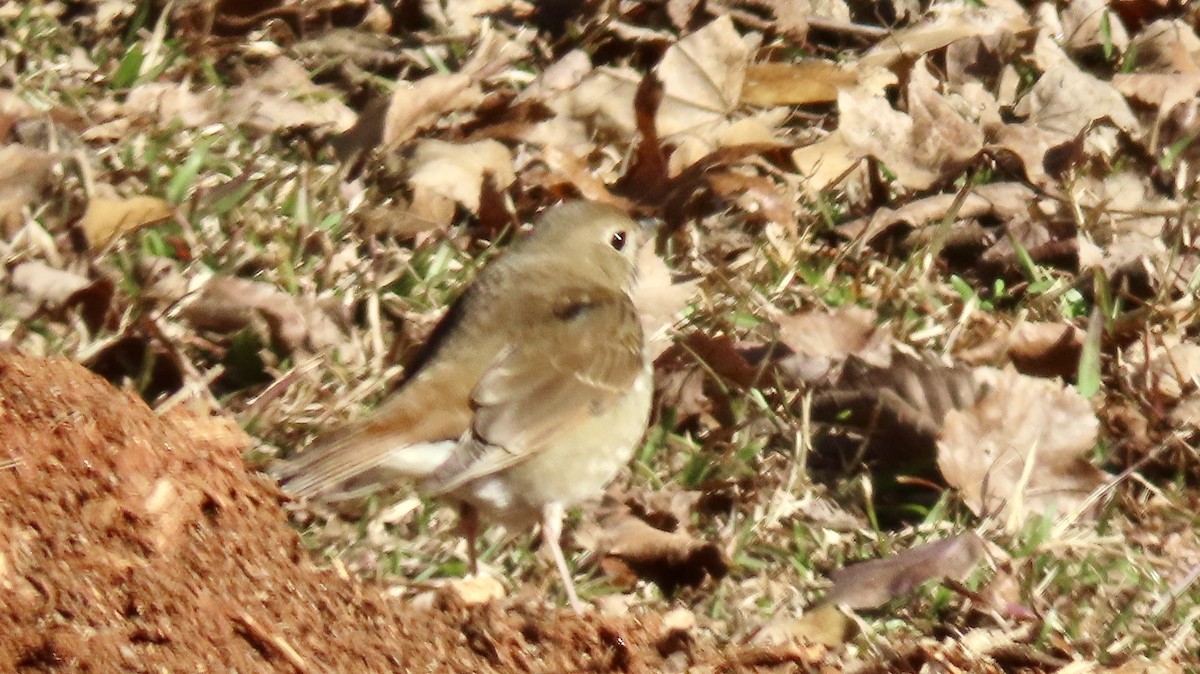 Hermit Thrush - ML627862640