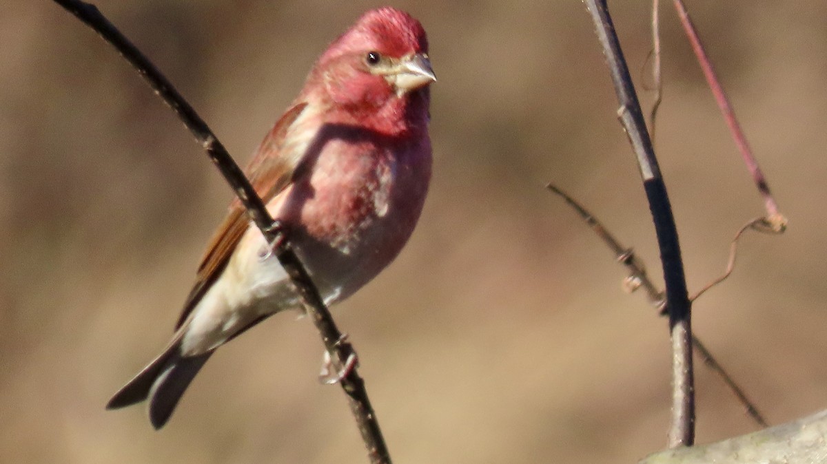 Purple Finch - ML627862657