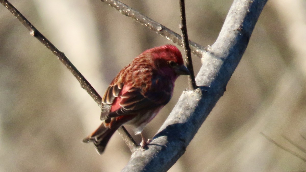 Purple Finch - ML627862658