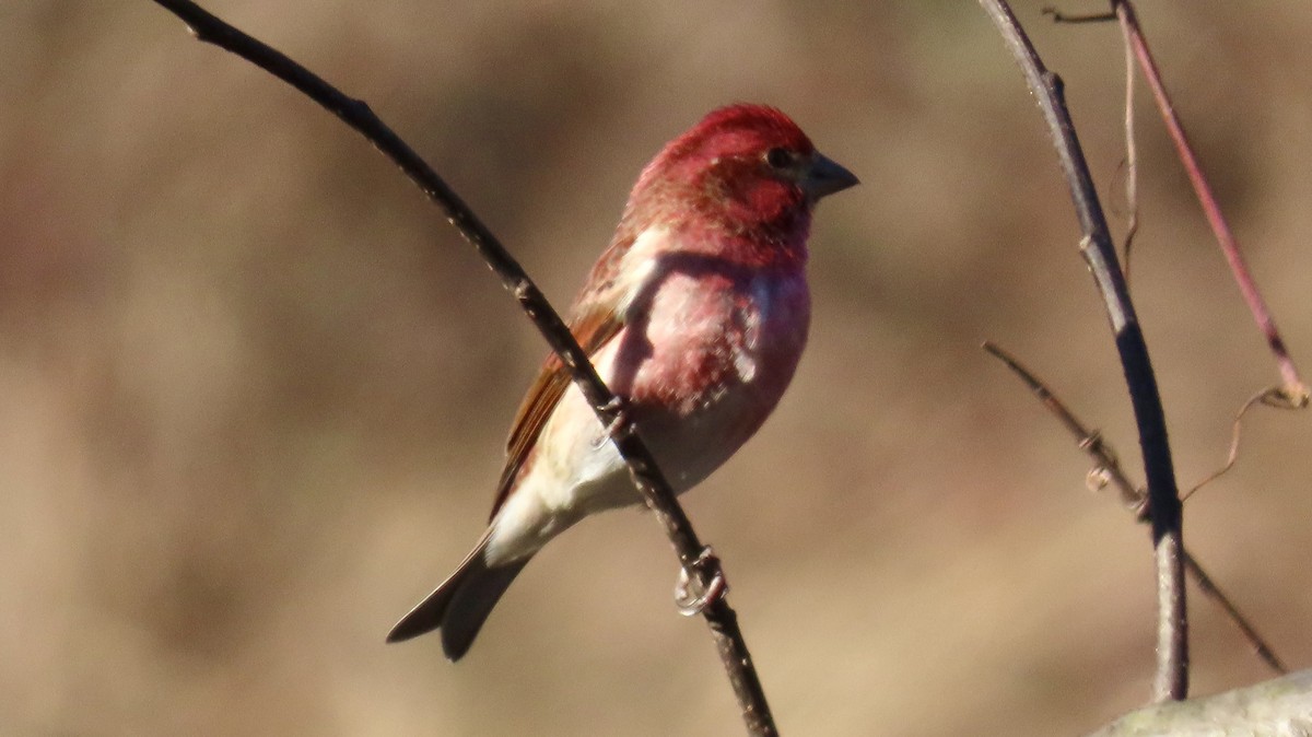 Purple Finch - ML627862659