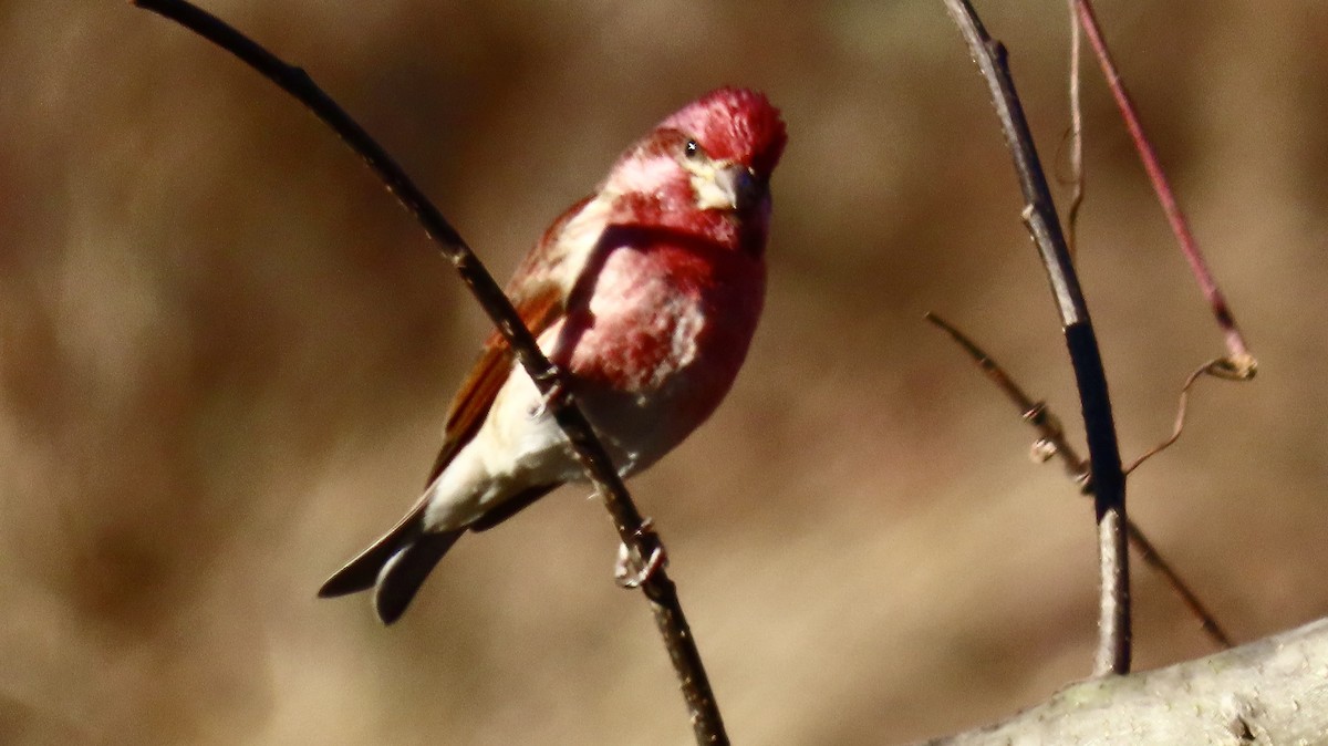 Purple Finch - ML627862660