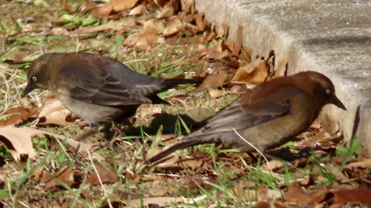 Rusty Blackbird - ML627862663