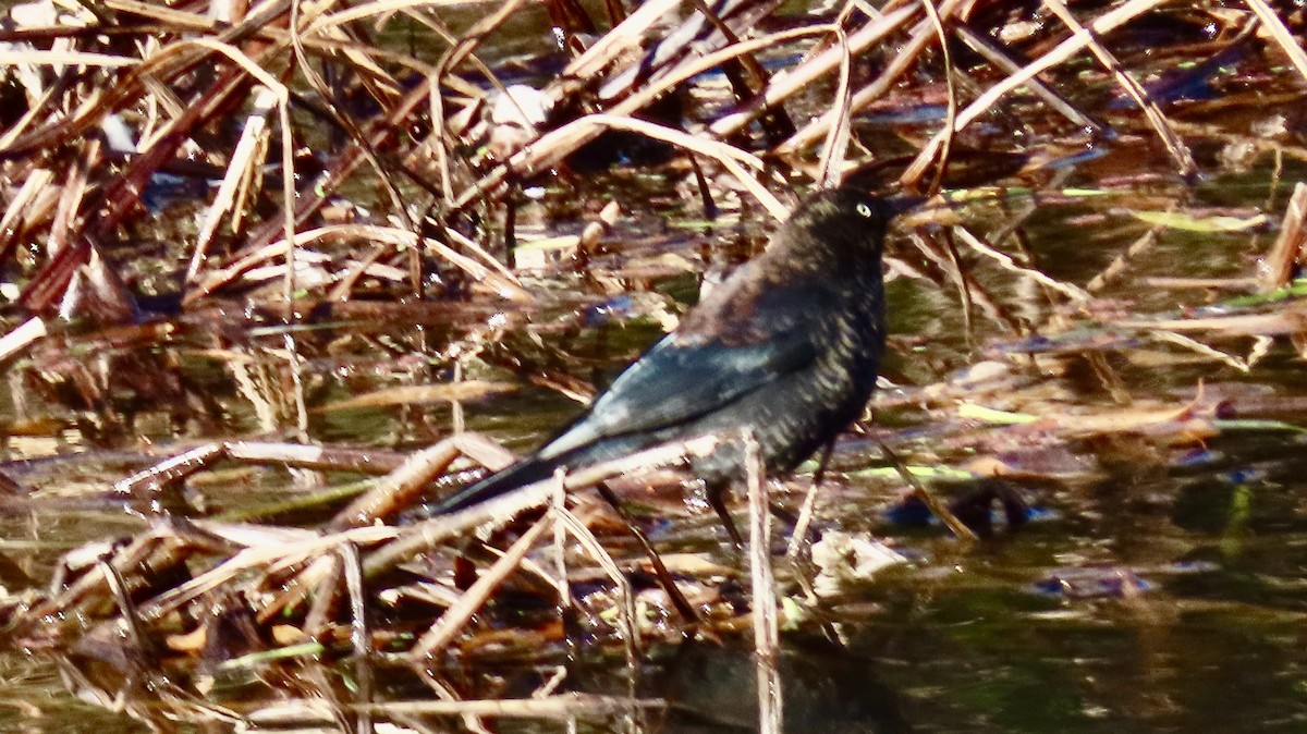 Rusty Blackbird - ML627862664