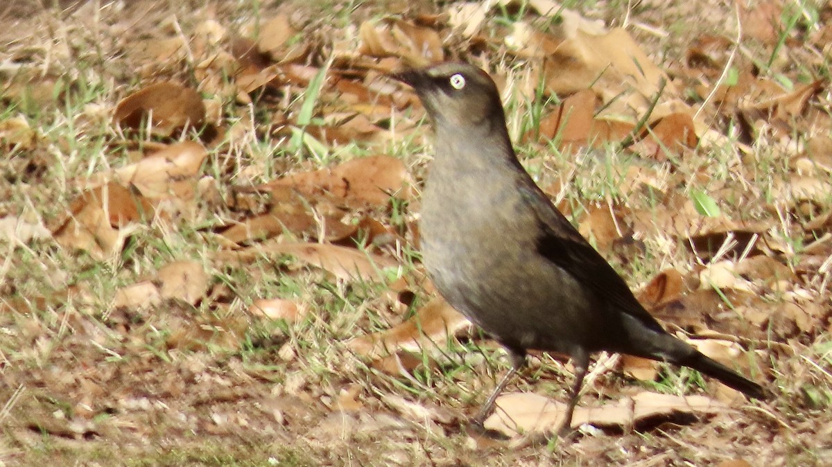 Rusty Blackbird - ML627862665