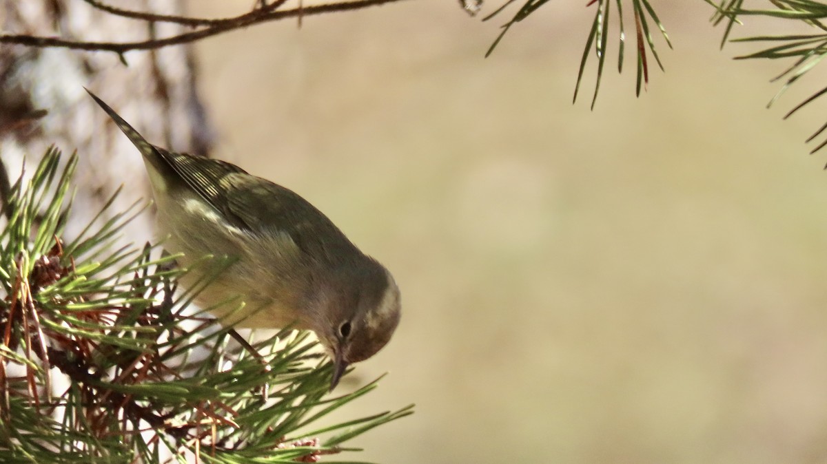 Orange-crowned Warbler - ML627862677