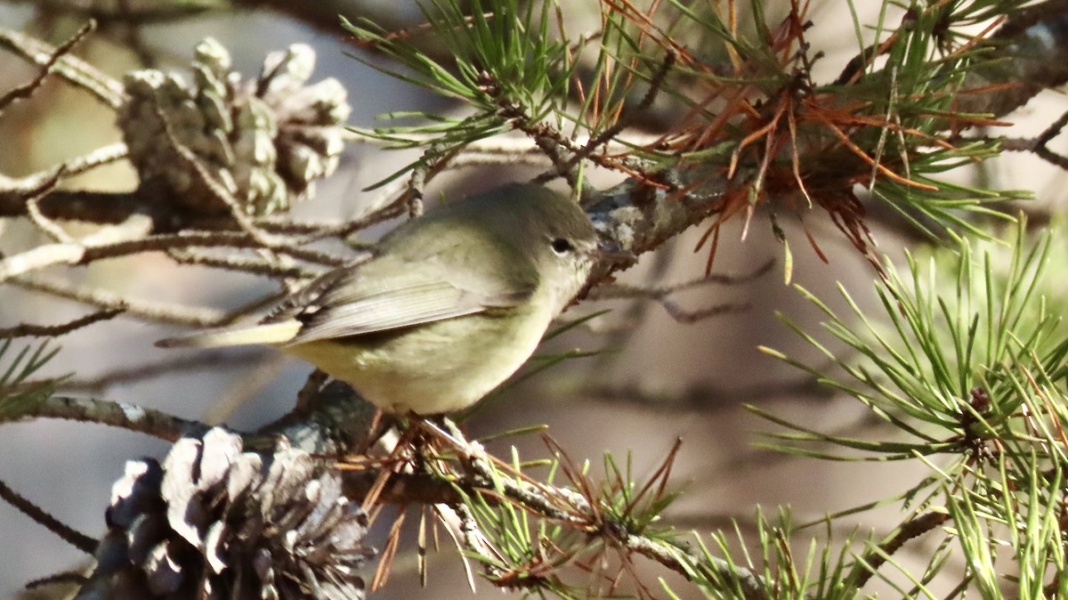 Orange-crowned Warbler - ML627862678