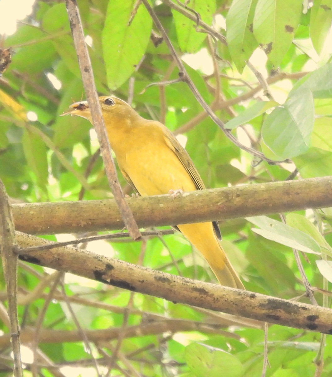 Summer Tanager - ML627862703