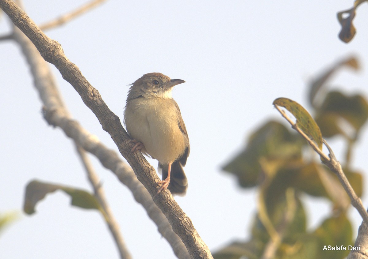 Dorst's Cisticola - ML627862720