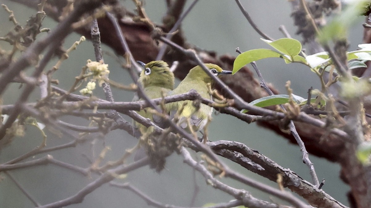 Indian White-eye - ML627862736