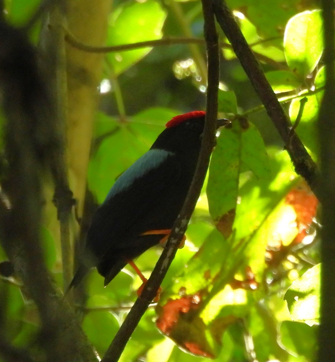 Lance-tailed Manakin - ML627862738