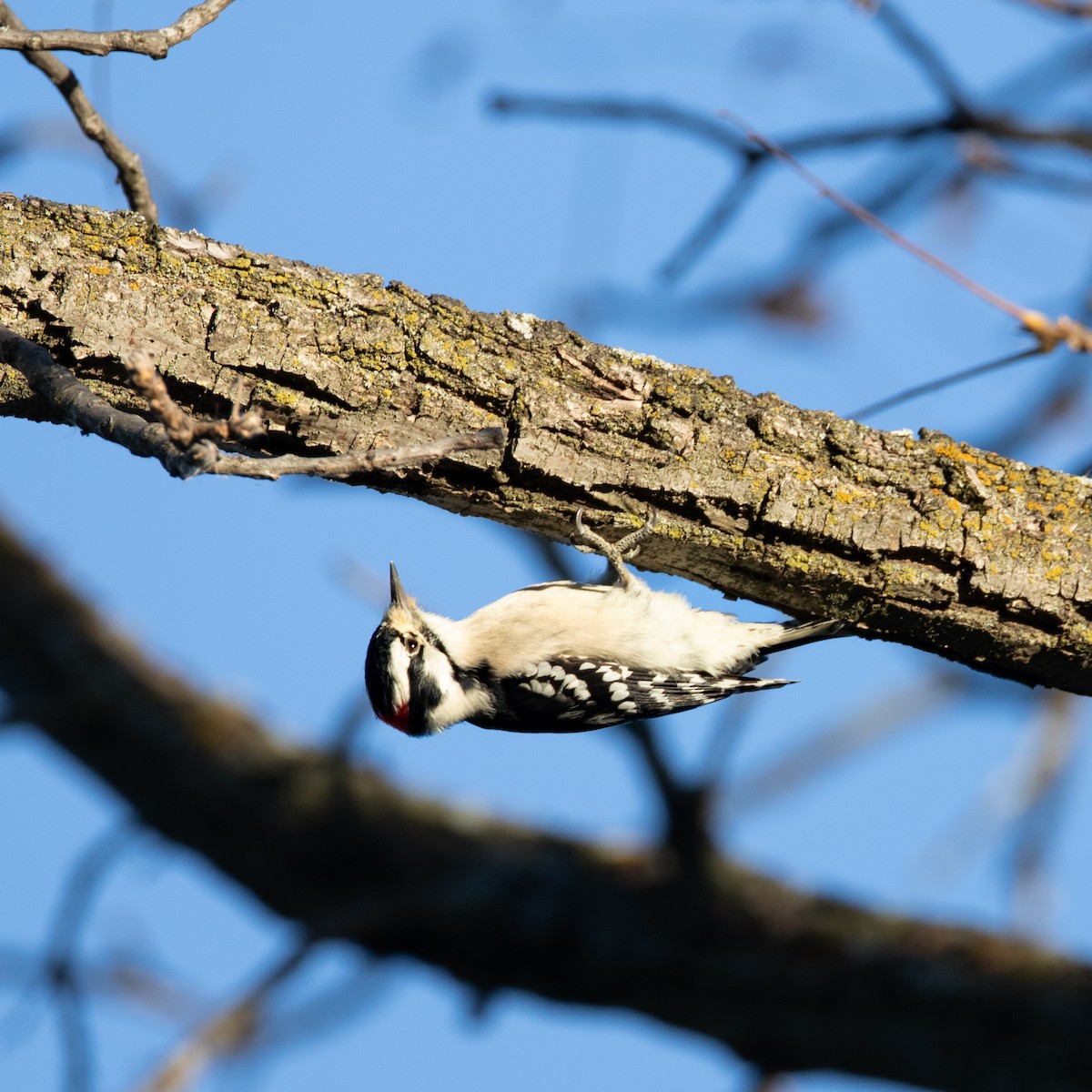 Downy Woodpecker - ML627862742