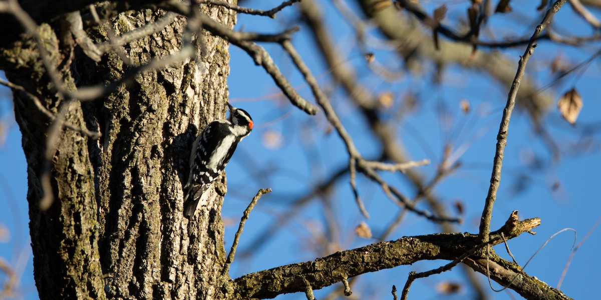 Downy Woodpecker - ML627862743