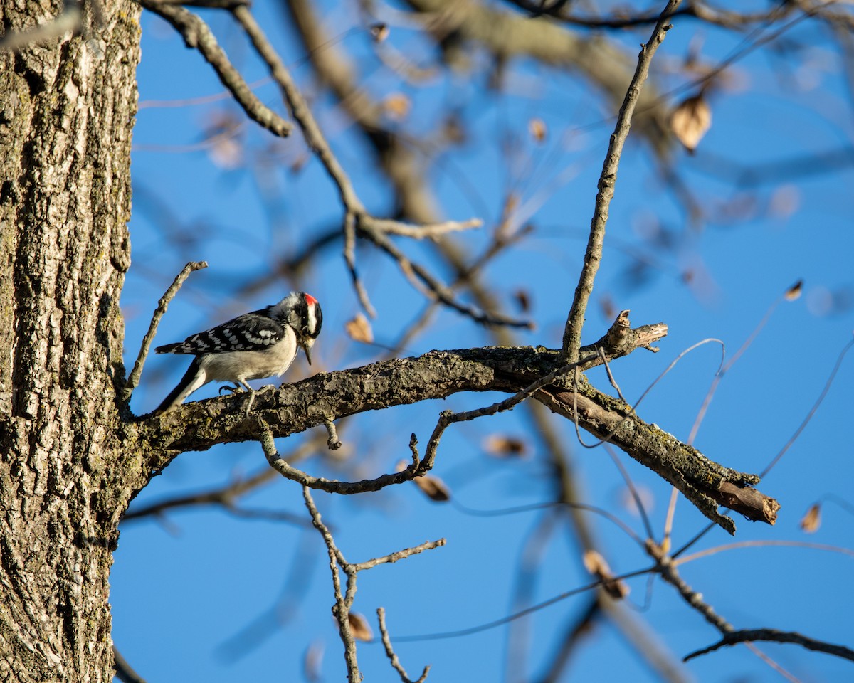 Downy Woodpecker - ML627862744
