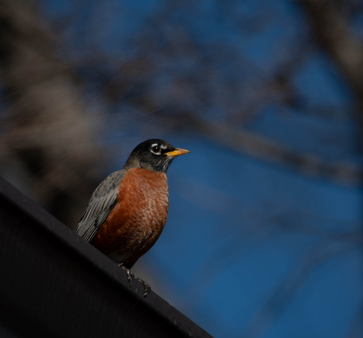 American Robin - ML627862760